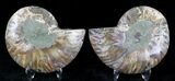Bargain Polished Ammonite Pair - Million Years #21150-1